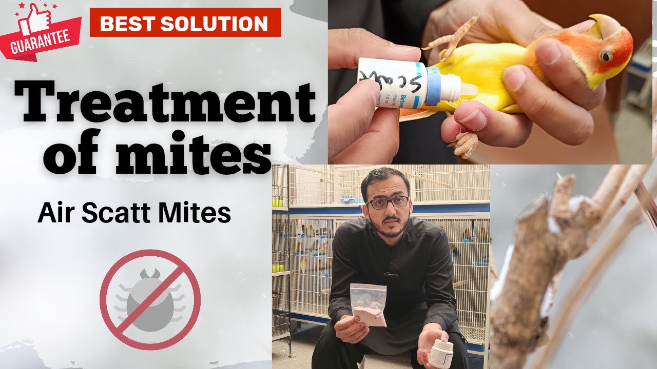 Treatment of Mites | Air sactt Mites | Best Solution | Shani Bhai Aviary