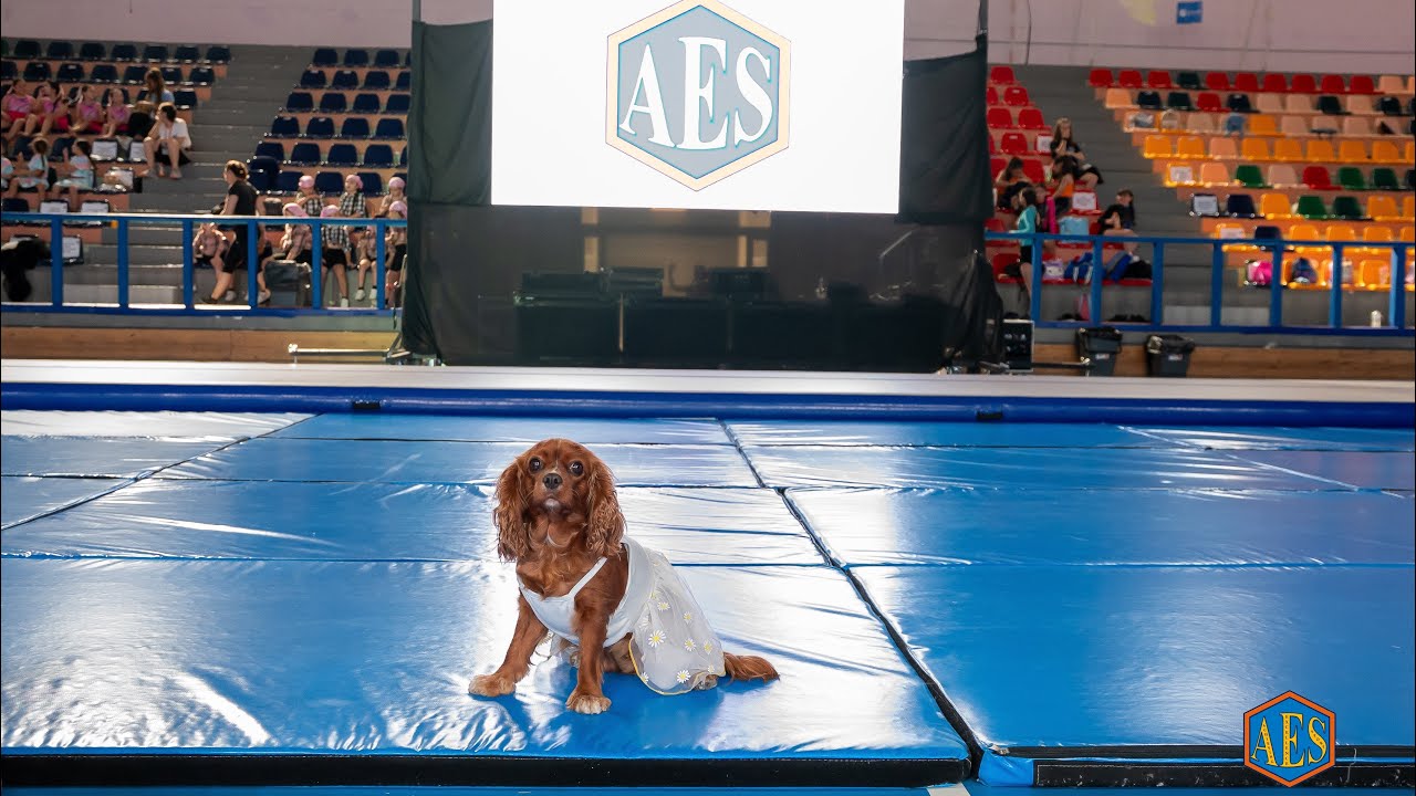 AES 2025 - Annual Show 2