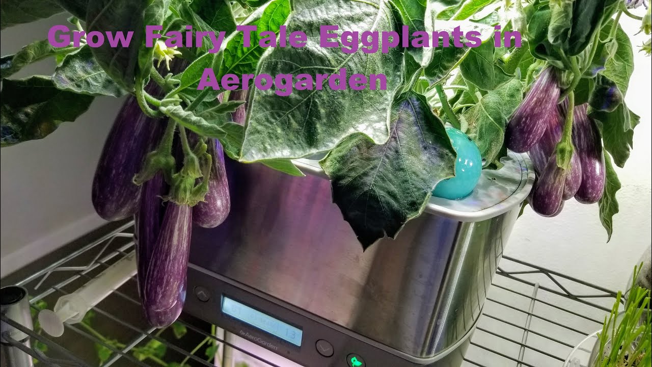 Выращивайте баклажаны сорта «Сказка» в Aerogarden Harvest