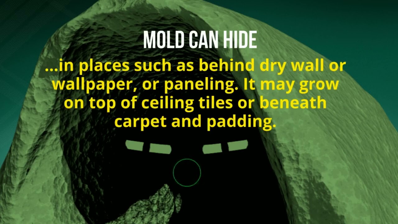 Chicago Mold Removal and Remediation - The CleanUP Guys (773) 885-8528