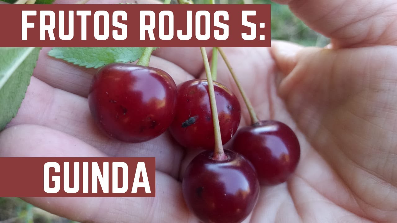 FRUTAS FINAS EPISODIO 5 - Guindas - Como Hacer Mermelada de Guinda