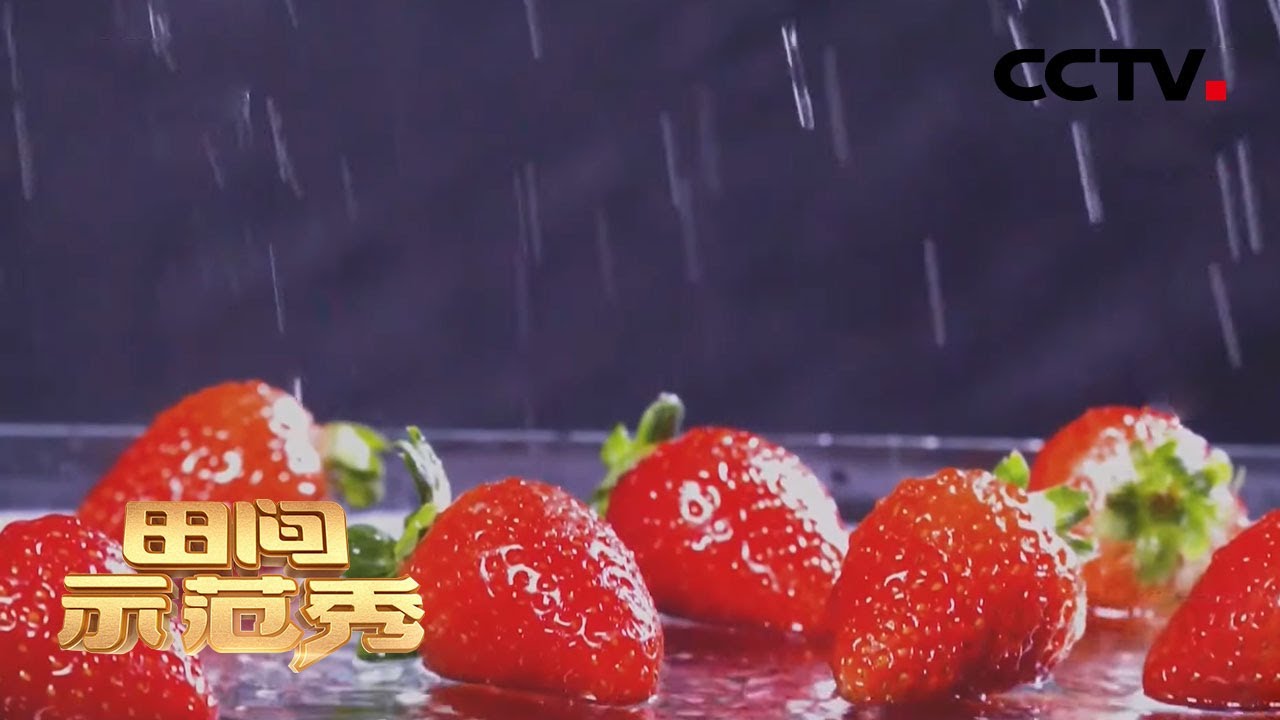 草莓控看过来！这种草莓四季结果不断，和专家学习挑选优质草莓苗，实现草莓“自由”！| CCTV「田间示范秀」20201224