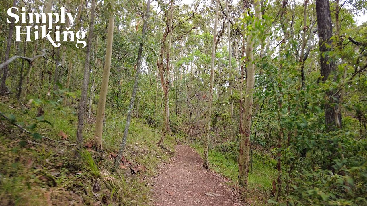 Discover Queensland's Beauty: Mount Coot-tha 4K Virtual Hike | Litchfield Track Bush Walk