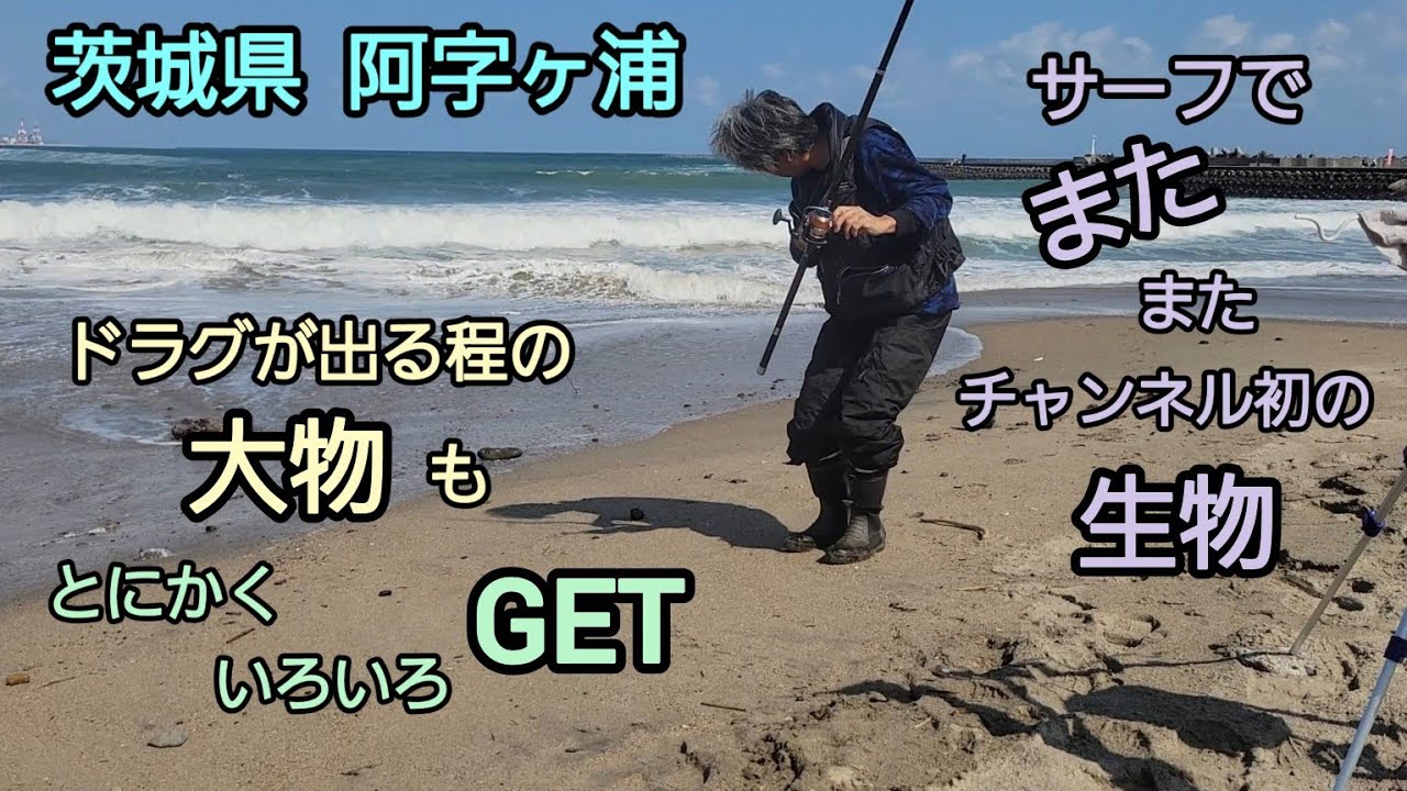 [茨城県　阿字ヶ浦]　サーフで、またまたチャンネル初の生物　ドラグが出る程の大物も…　「とにかくいろいろGET」　#曲 /人魚のラテ