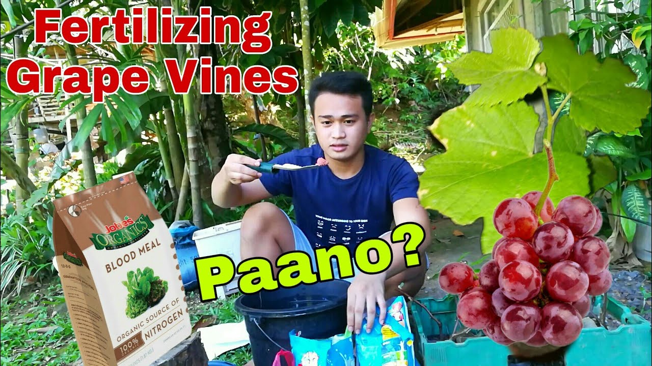 How to fertilize grape vines at home