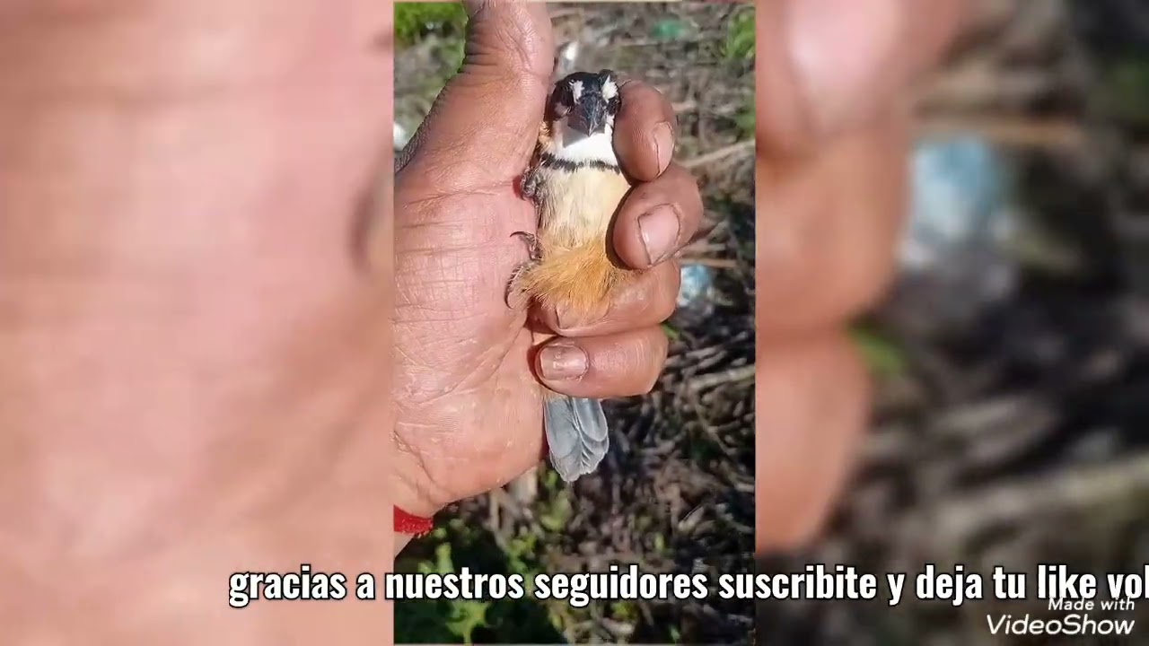 Volvimos gente sumate a esta aventura deja tu like y comenta suscribite a nuestro canal 