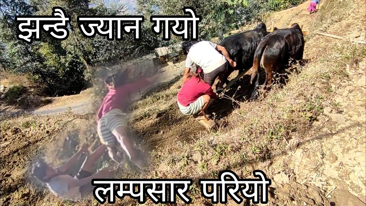 आजको गोरु जोताइमा हात खुट्टा झन्डै भाचियो 