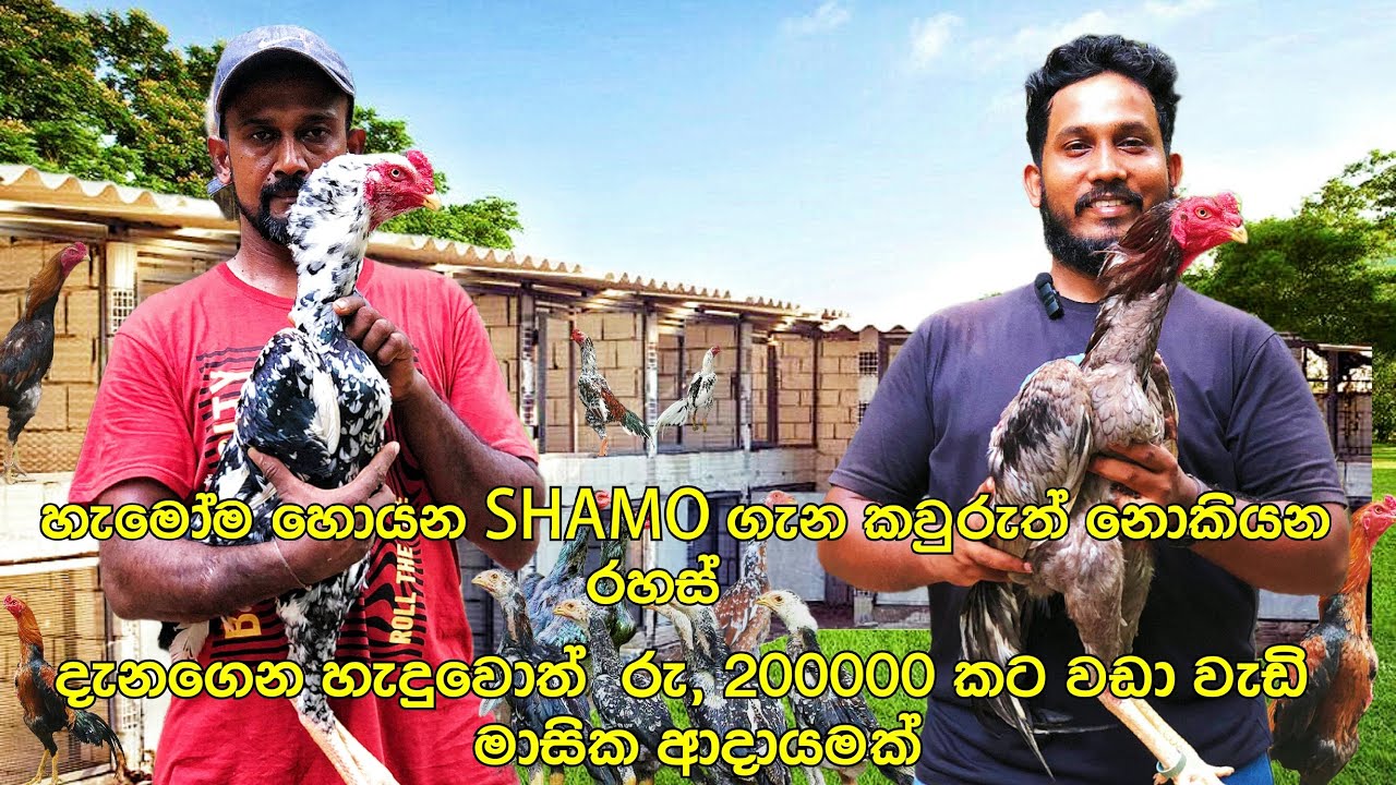 SHMO and Poultry Farming - බිත්තර සහ පැටවුන් සදා මාසික ලක්ෂ 2+ ආදායමක් 🐓💰 | Favorite Pet Book