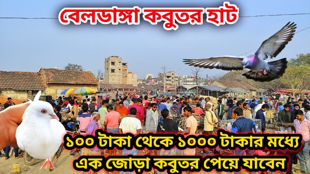 মুর্শিদাবাদ বেলডাঙ্গা কবুতর হাট||বেলডাঙ্গা হাটে কেমন কবুতর পাওয়া যায় এই ভিডিওতে সবকিছু দেখতে পাবেন
