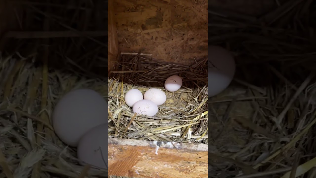 Co zrobić żeby kury znosiły więcej jajek? #chicken