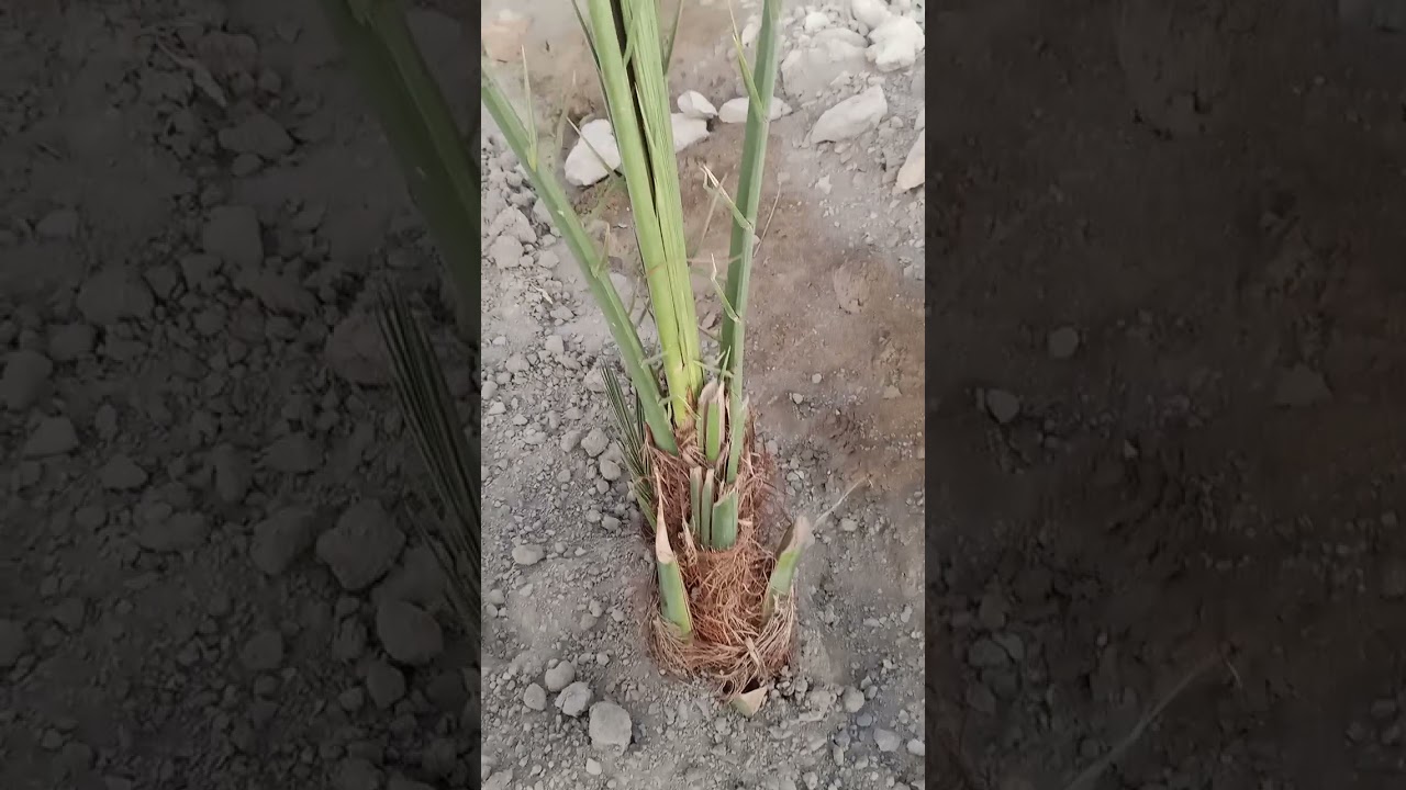 مزرعه أبو أحمد الفرافرة
لزراعة النخيل حول البرسيم الحجازي