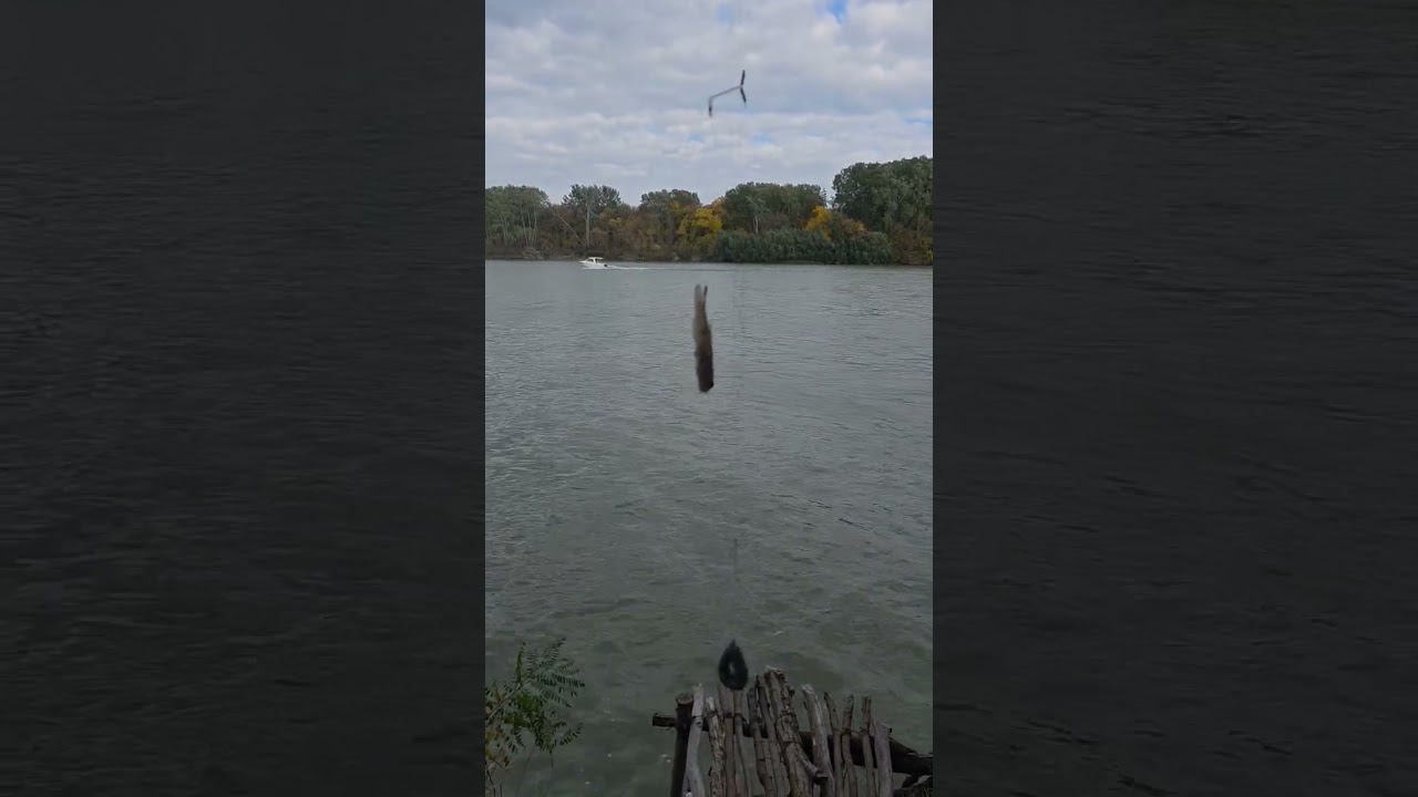 #zanderfishing #danubedelta #danuberiver #fishing #short #fishinglife #fishingtips