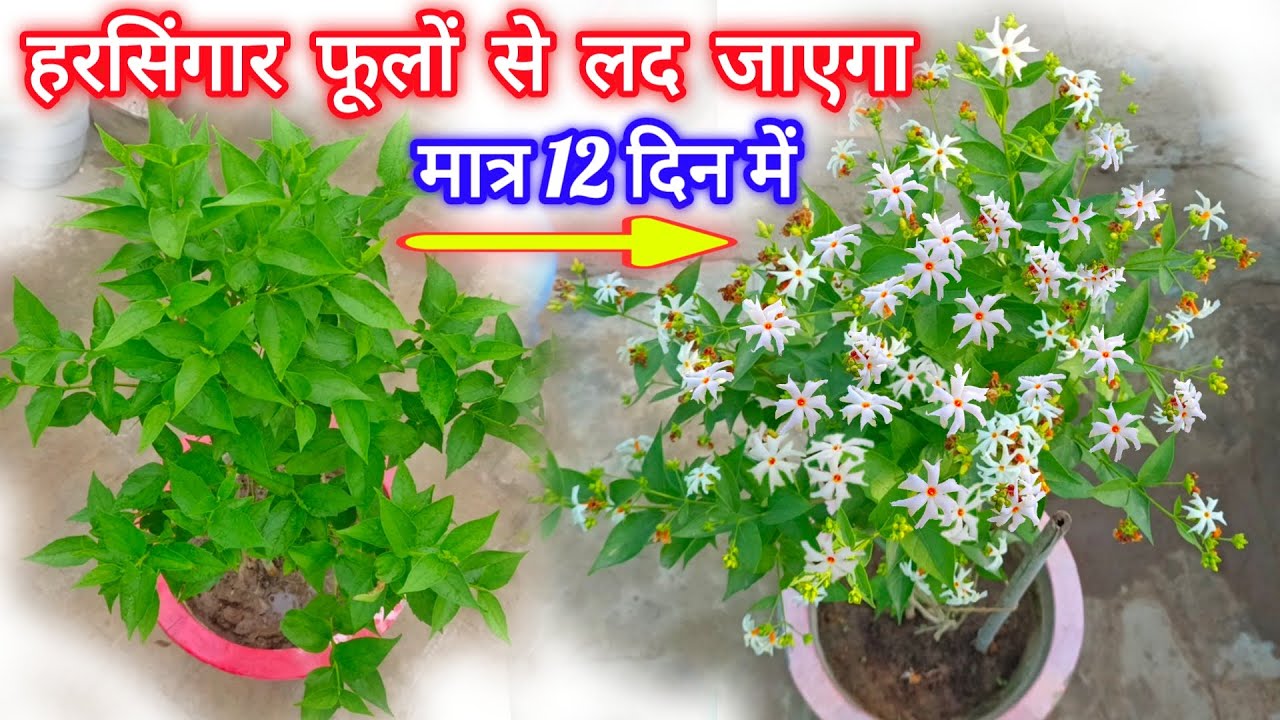 1 काम करदो हारसिंगार / पारीजात फूलों से लद जाएगा / Harsingar Plant Kaise Lagaye / Parijat