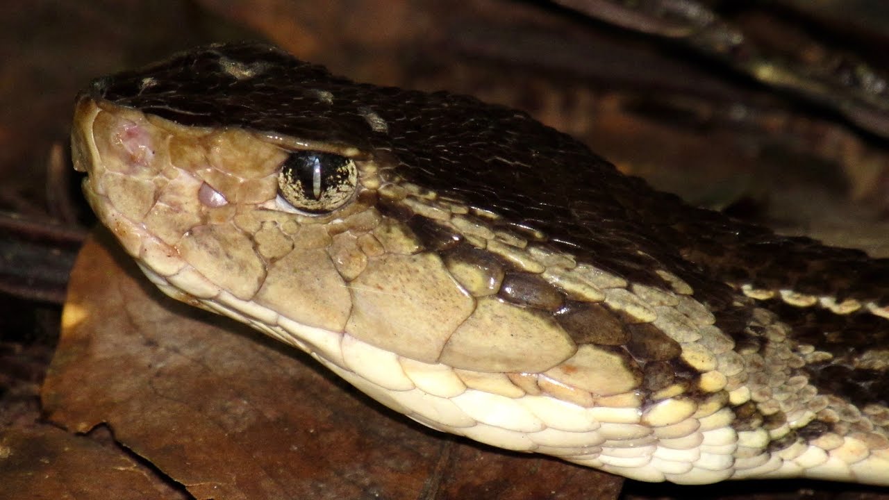 Fer-de-lance / Terciopelo (Bothrops asper)