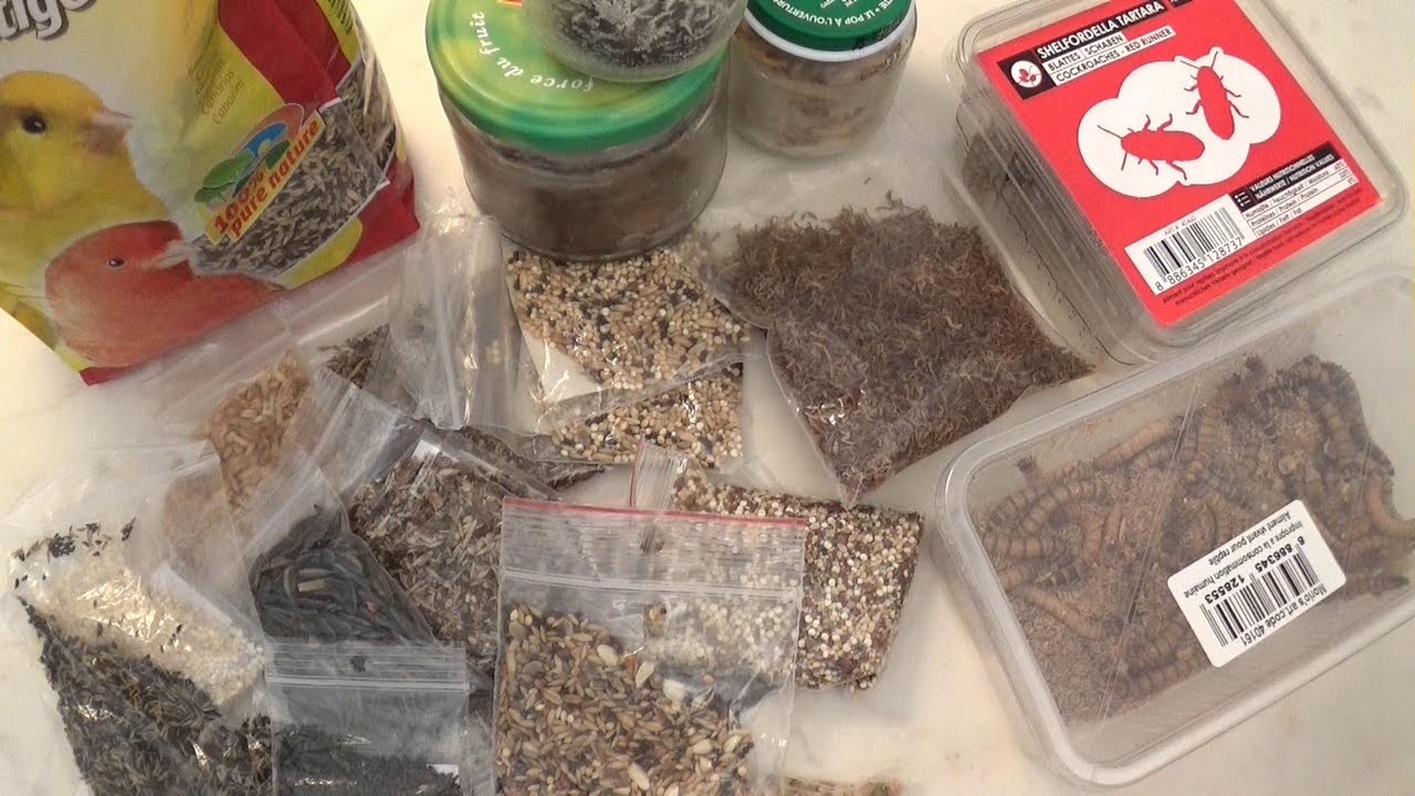 Blog Messor barbarus #8 - Mes stocks pour les nourrir