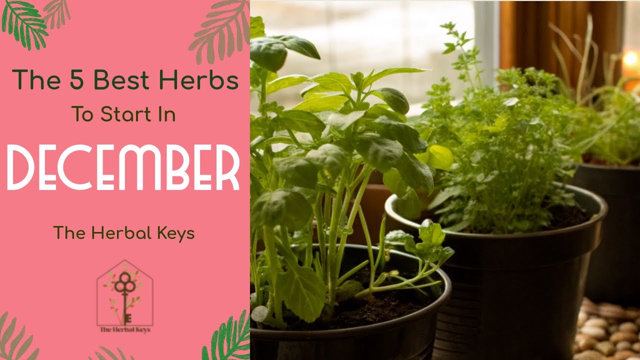 🌿 5 Winter Herbs to Grow Indoors NOW (Start in December for a Mid-Winter Harvest)
