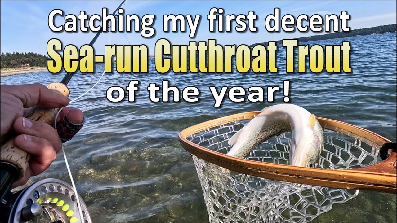 Catching my first decent sea-run cutthroat trout of the year