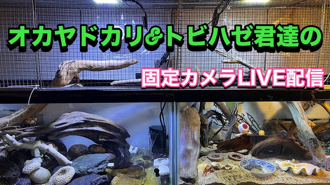 5オカヤドカリ君の固定カメラLIVE配信2026.3.12【JJ&ハニー】