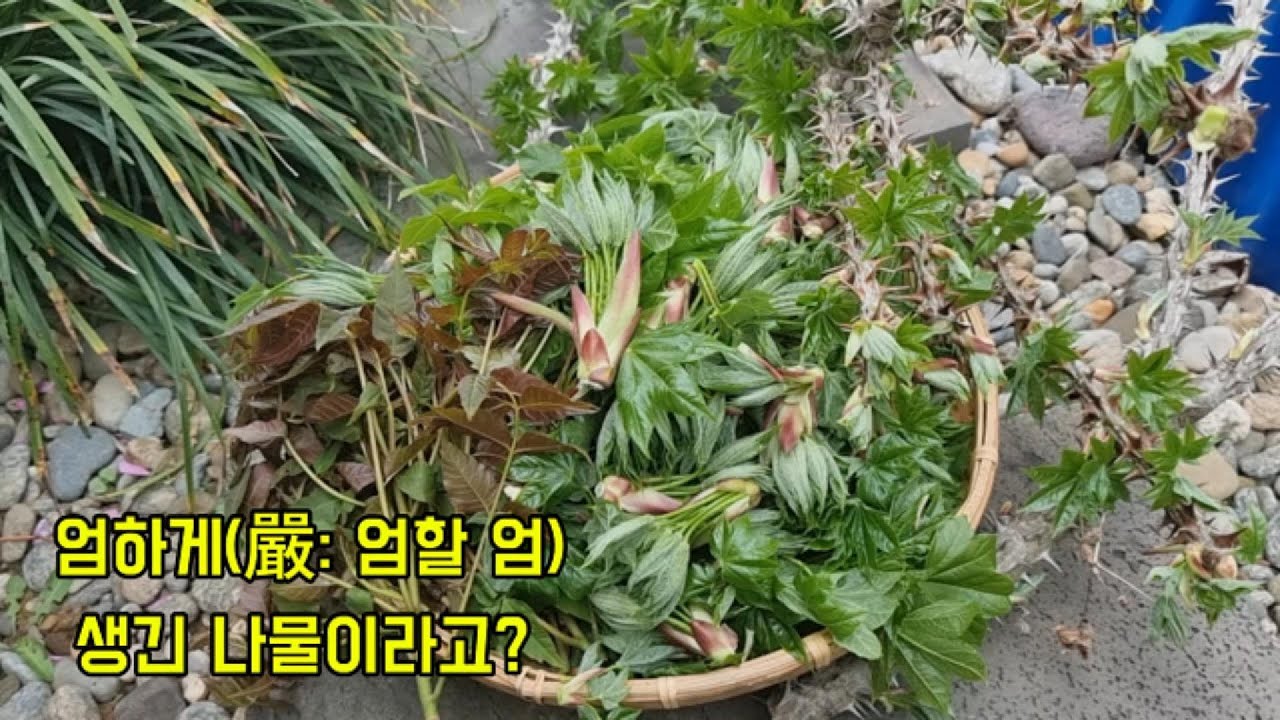 날카로운 가시가 달린 모양새가 엄하게 생겨서 엄나무!