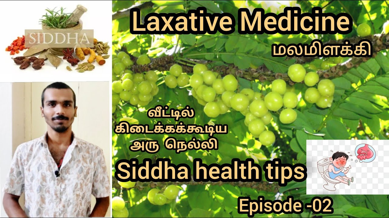 Laxative Siddha action tamil | Siddha | Siddha health tips