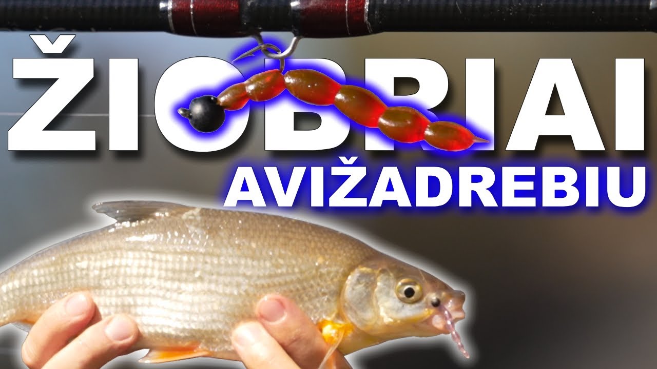 Žiobrių žvejyba avižadrebiu - Žvejybosreikmenys.lt