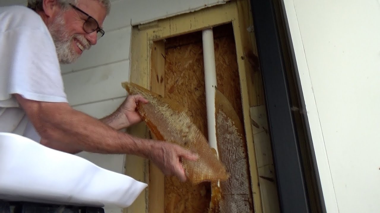 Getting over 70 pounds of honey and 30,000 bees from a huge hive that was in an office building.