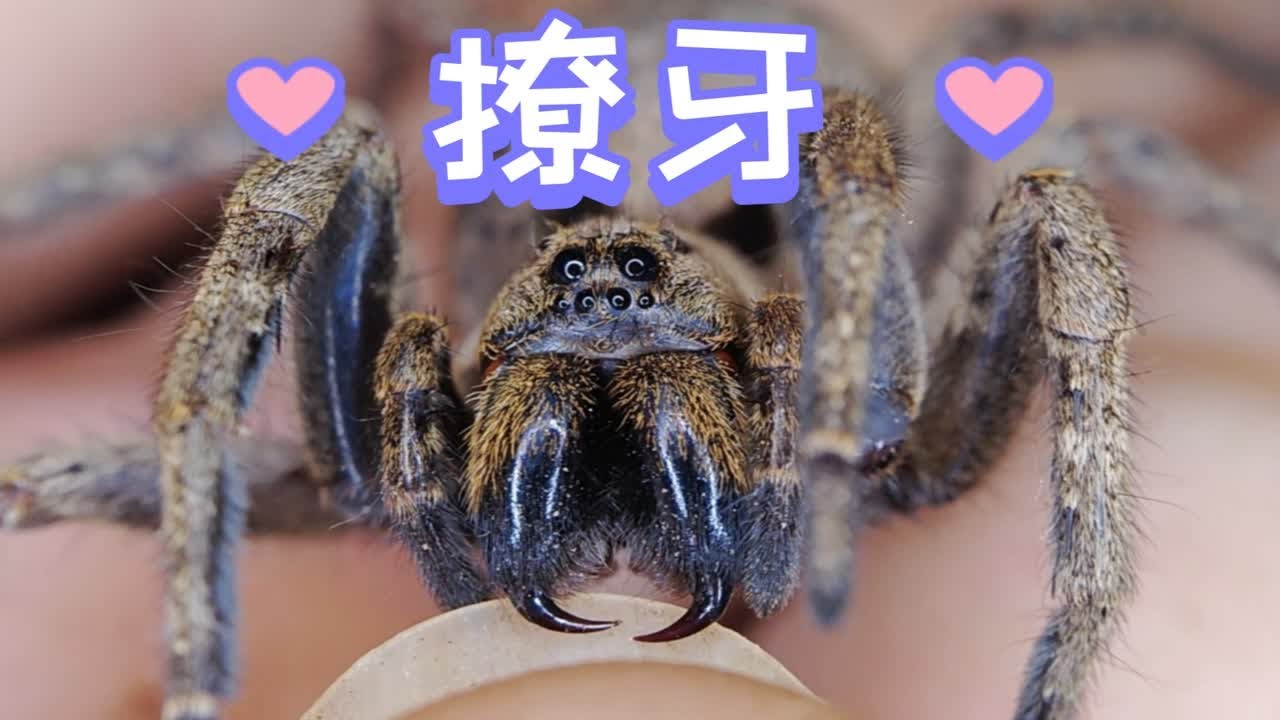 撩毒牙、垂钓蜘蛛、现实中的蜘蛛不但可爱还好玩《狼蛛》