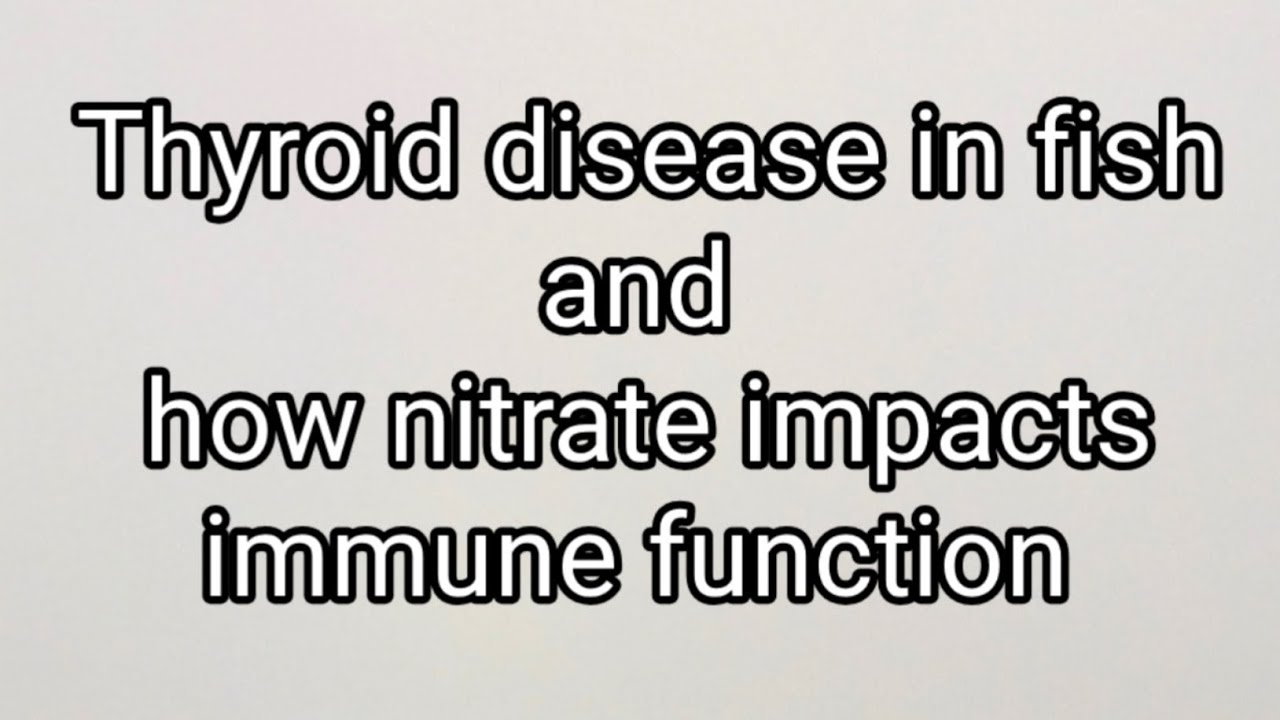 Thyroid disease in fish and how nitrate impacts immune function #thompsonaquatics