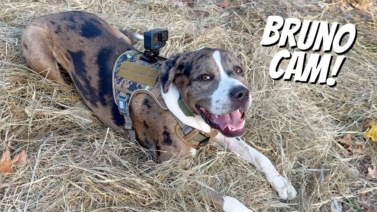 See Shady Acres Through Bruno's Eyes!
