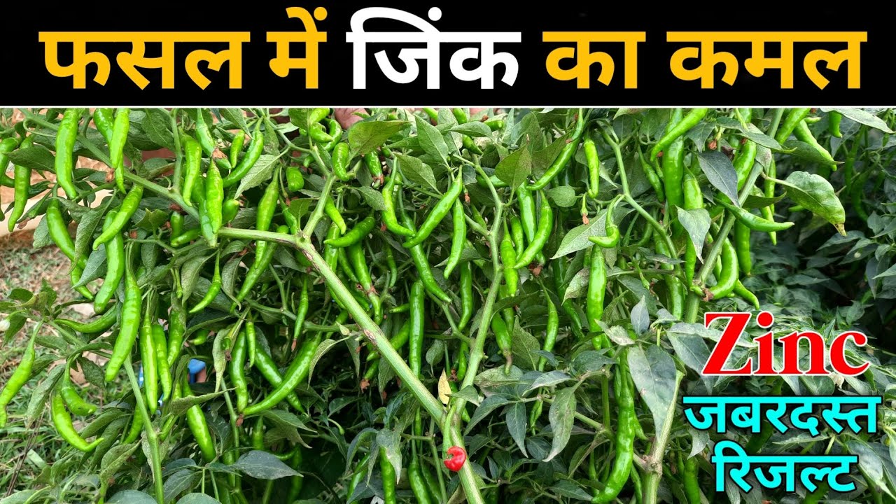 फसल में जिंक के फायदे | Zinc use in agriculture | Zinc sulphate fertilizer