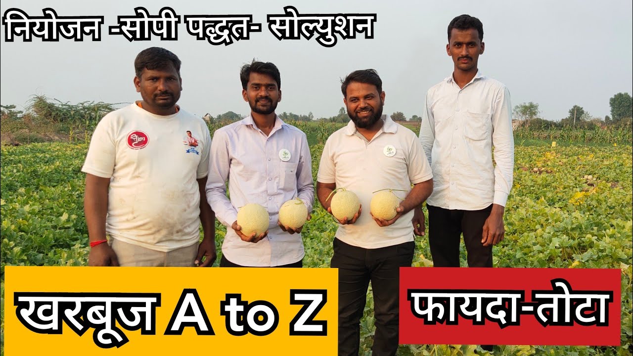 खरबूज लागवड A to Z | नियोजन खर्च |फायदा तोटा | #muskmelon #खरबूज #kharbuj