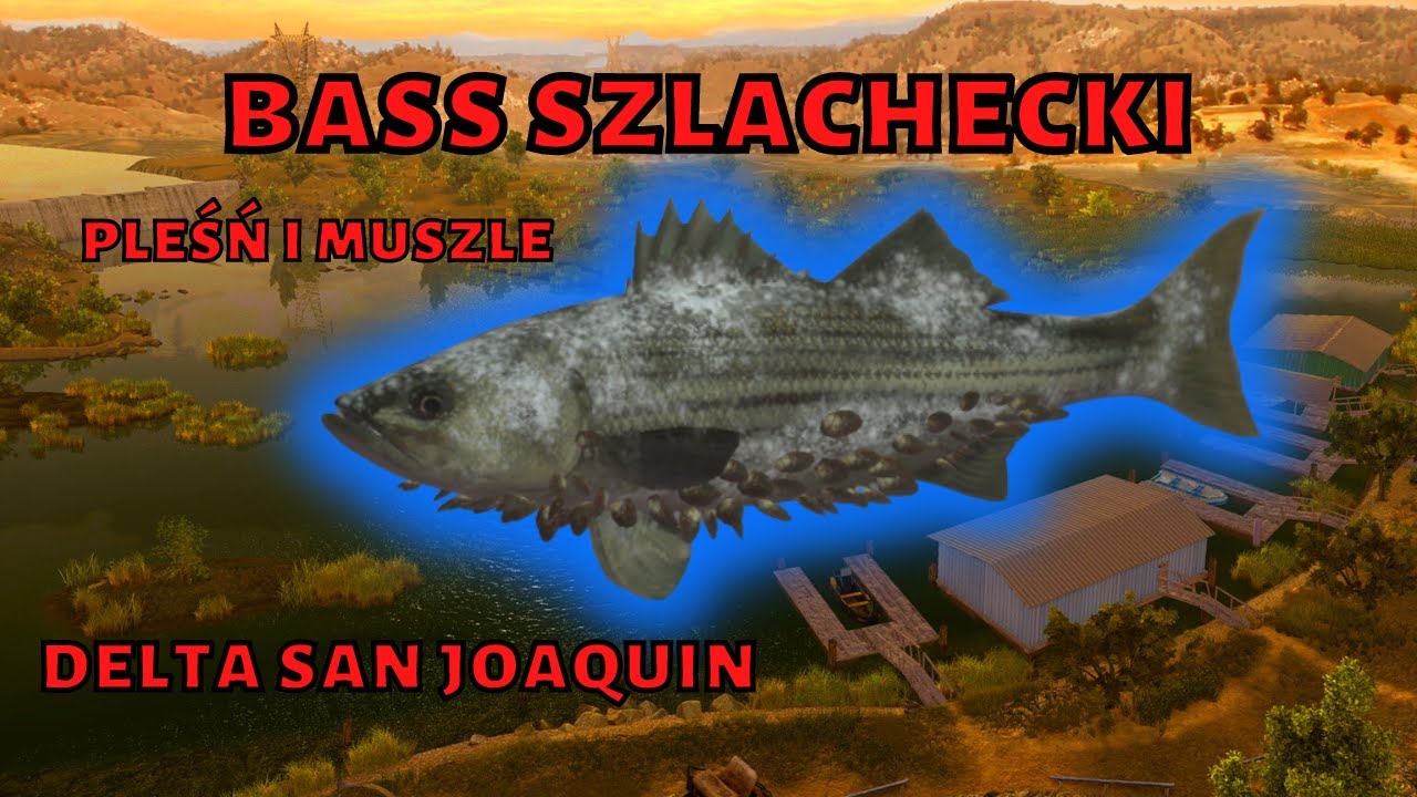 jak złowić bass szlachecki - ryba potw&oacute;r delta san joaquin