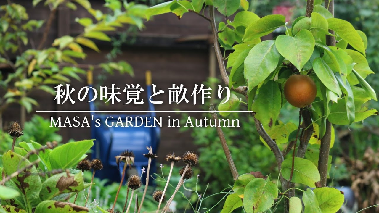 【庭Vlog】秋に実る庭の果実 | 畝作り | 自家製堆肥をつくる