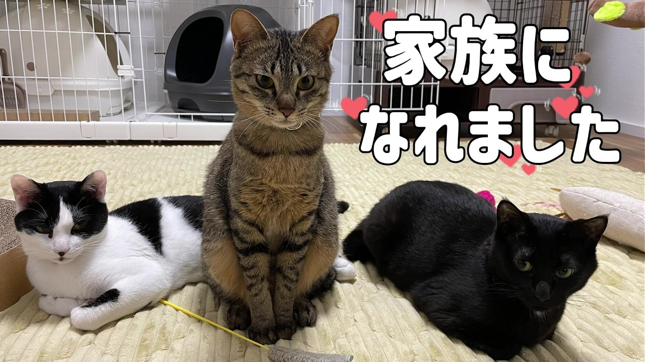 やっと家族に。