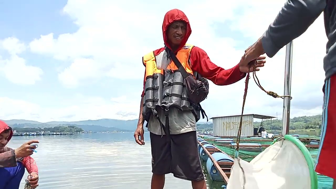 PENEBARAN BIBIT NILA #WWL NAUFAL FISH