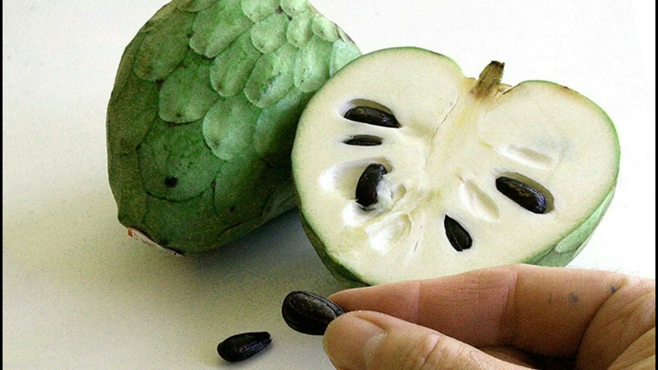 Аннона черимойя ч2