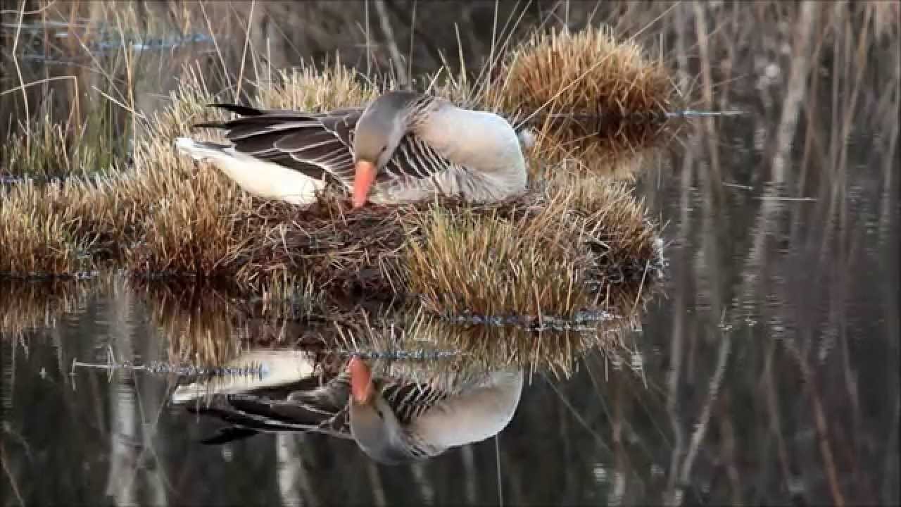 Greylag Goose breeding - Grauwe Gans op nest - Haaksbergerveen (NL)  - 3 April 2015