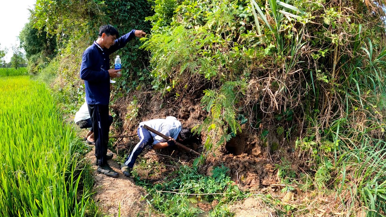 Ngày 13 Bắt Nguyên Một Ổ Rắn Độc 13 Con | Kỷ Lục 1 Ngày Bắt 15 Con Được Xác Lập | TGSB #94