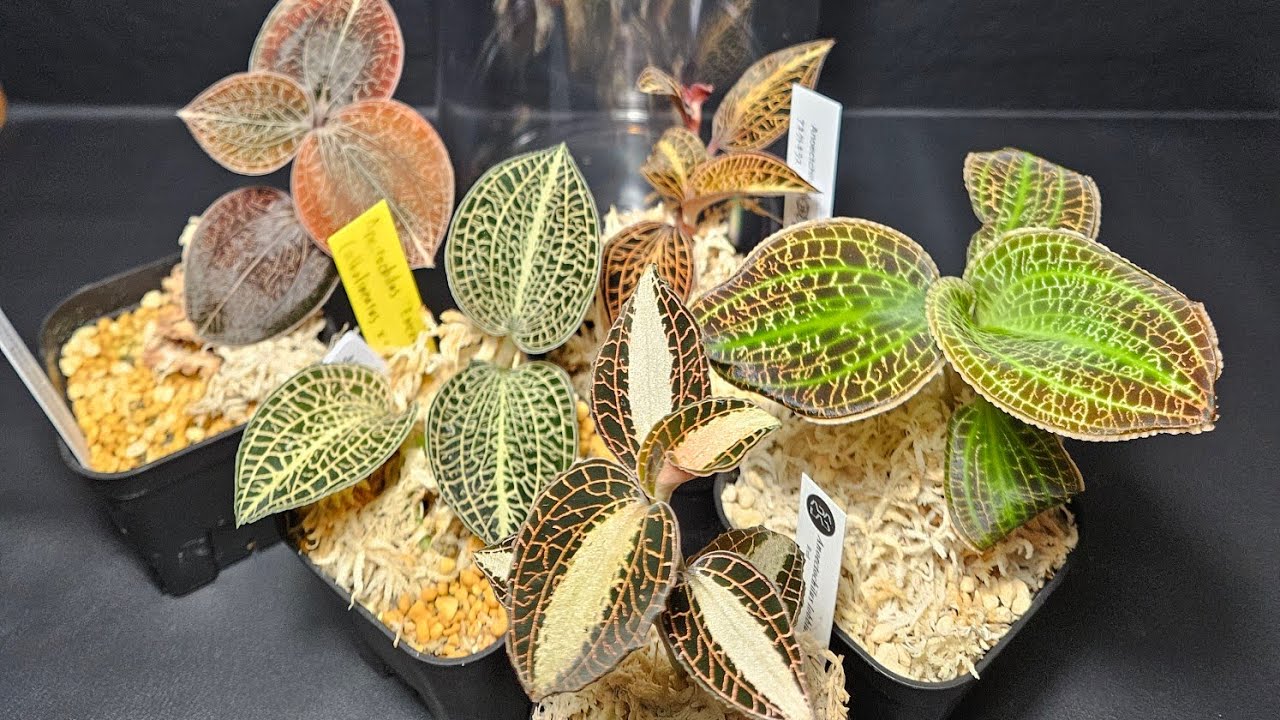 【パルダリウム製作】ジュエルオーキッド長筒パルダリウム【ジュエルオーキッド】