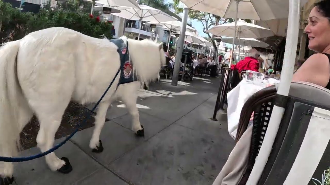 Lt. Rowdy takes a walk around Rodeo Drive 7 - 10 100423.