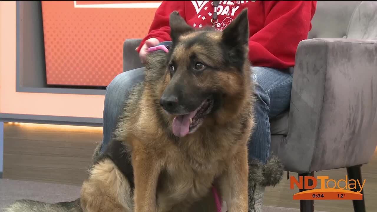 ND Today: Furry Friends Rockin’ Rescue