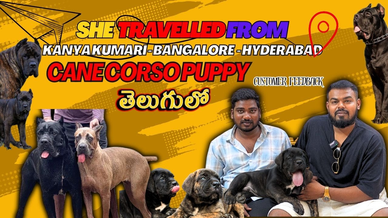 DOLLAR THE CANE CORSO HER JOURNEY FROM KANYAKUMARI TO HYDERABAD|#telugu #canecorso #canecorsopuppies