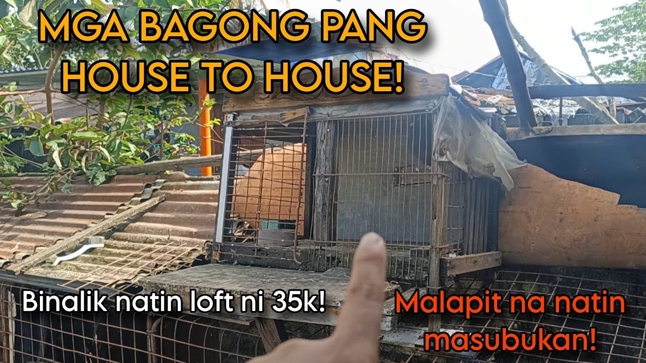 LOFT NI 35K, MUKANG MAY BAGONG MAGALING NA TITIRA! | KARERA NG KALAPATI