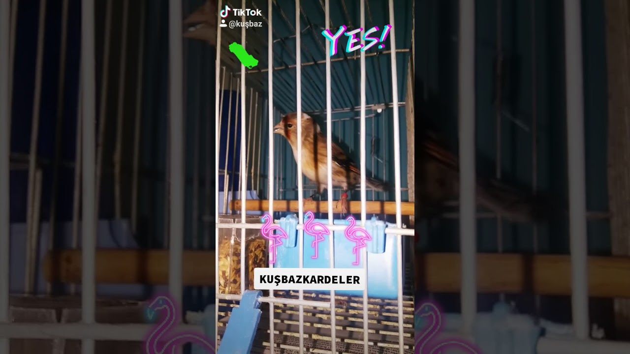 AKGERDAN SAKA MELEZİ KUŞBAZ