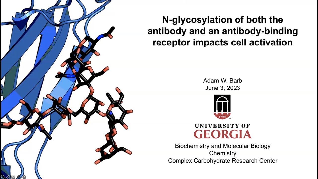 N-glycosylation of both the antibody and an antibody-binding receptor impacts cell activation
