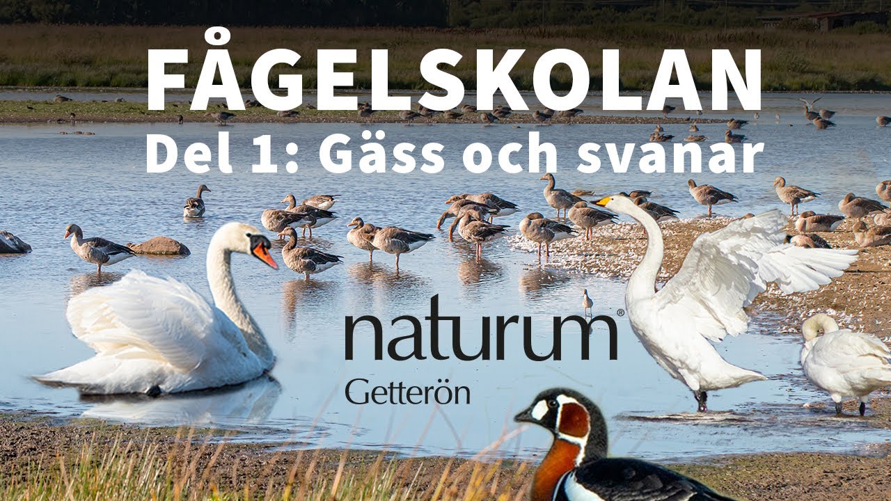 Välkommen till fågelskolan - Del 1 - Gäss och svanar