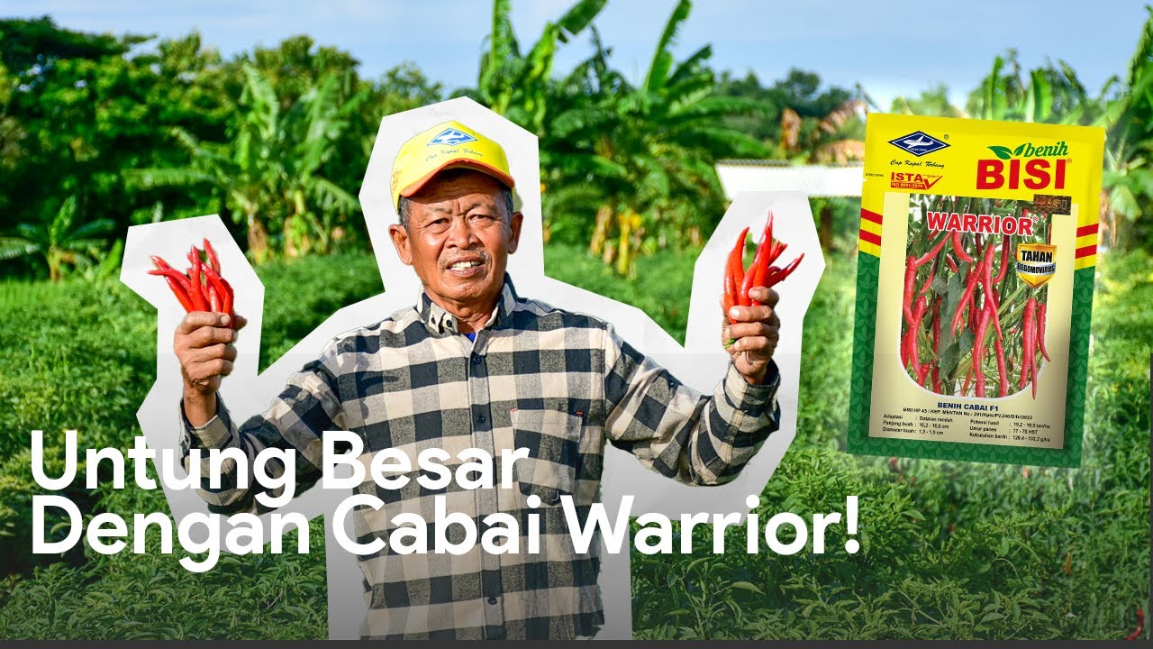 UNTUNG BESAR DENGAN CABAI WARRIOR! | Forsa BISI