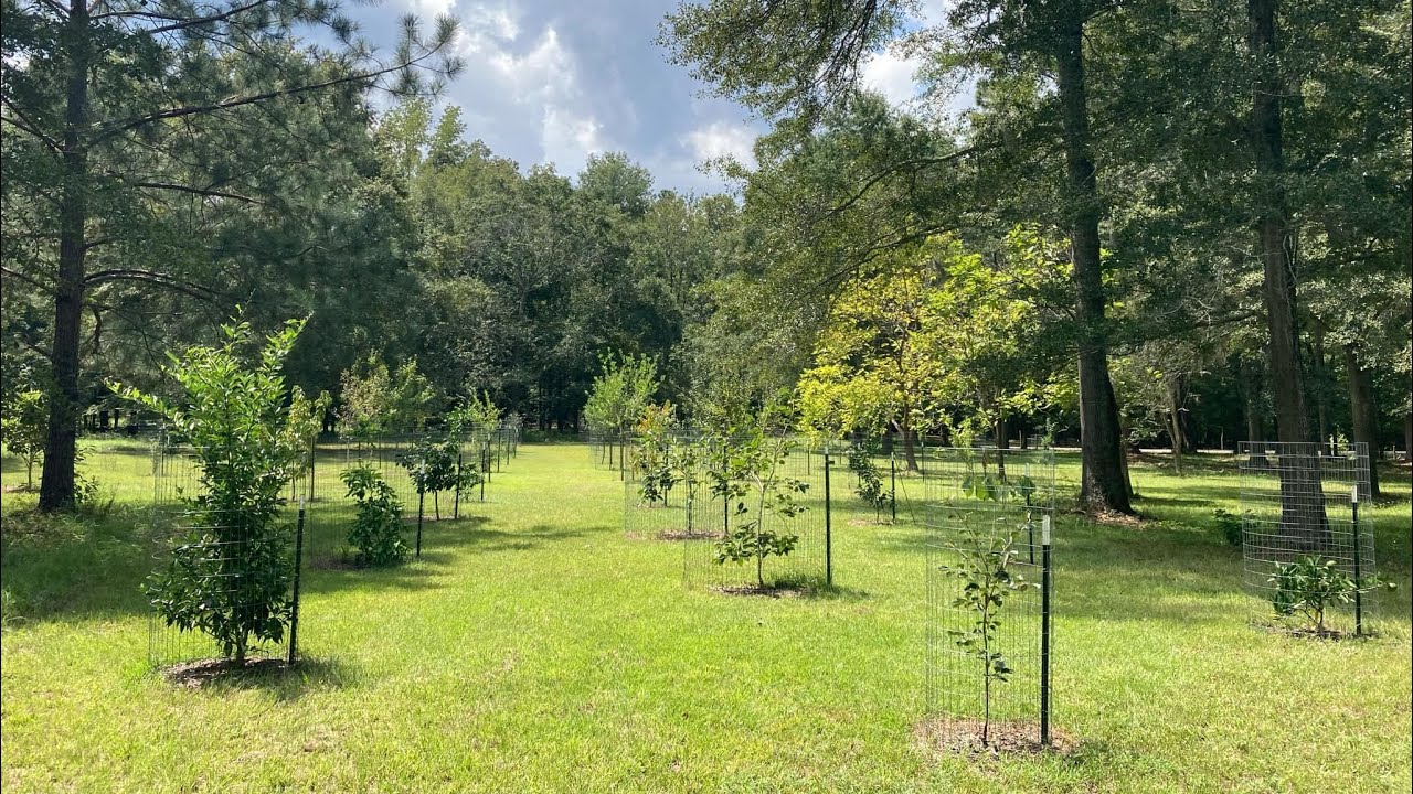 My Home Orchard in southern Ga (with citrus), 2025