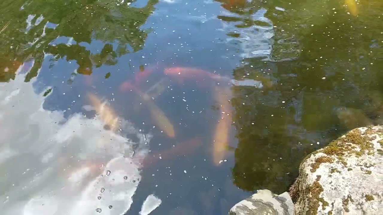 Salt in koi pond!