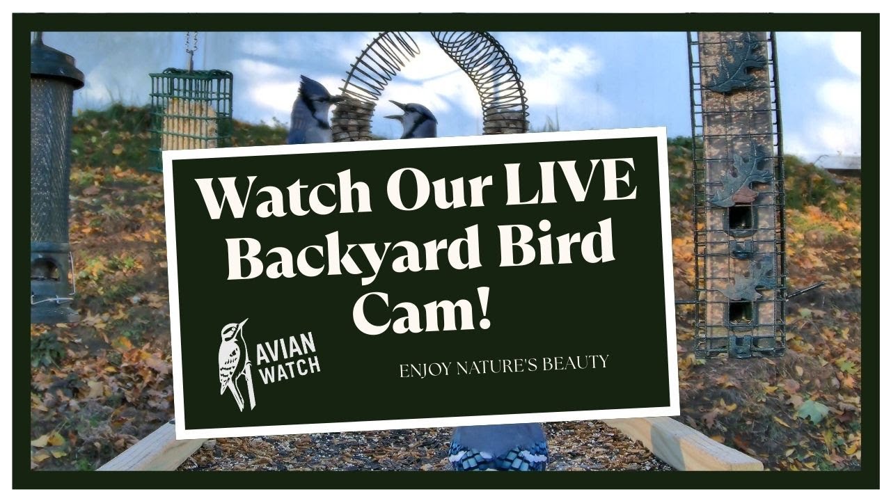 LIVE Backyard Bird Cam - Massachusetts, USA - Avian Watch